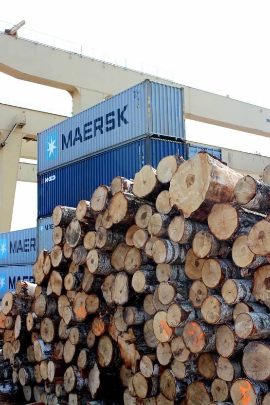 Buying timber in port of Riga